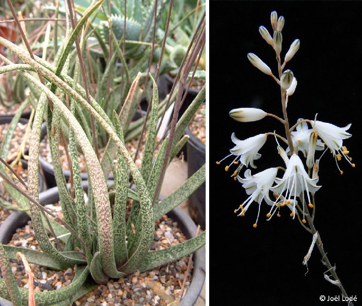 Aloe albiflora ©JLcoll.236